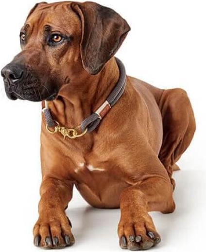 Immagine prodotto Hunter Collare Sansibar Rantum (50, Cane)