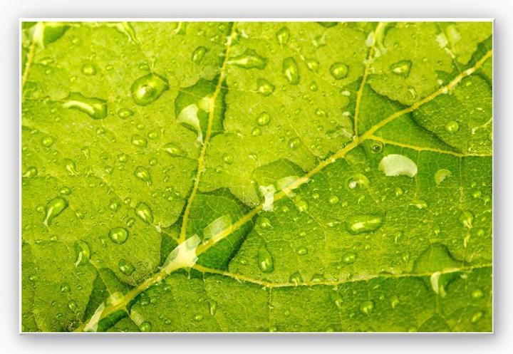 Actual product image Trenddeko Water beads (45 x 30 cm)