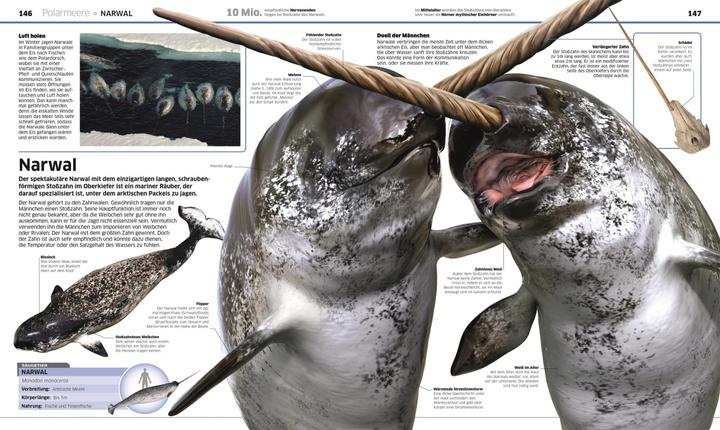 Actual product image Wissen. Ozeane (German, John Woodward, Derek Harvey., Nicola Temple, 2021)