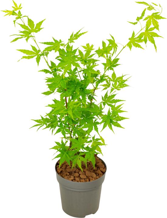 Immagine prodotto Plant in a Box Acer palmatum 'Going Green' - Acero giapponese (25 cm)