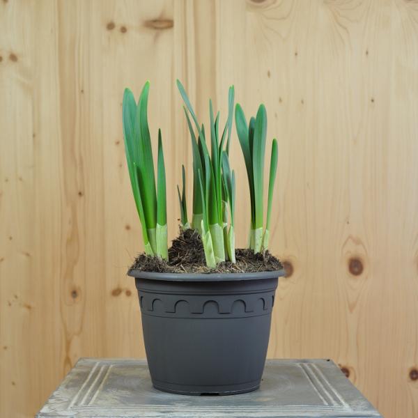 Produktbild Säntispracht 2 er Set, Osterglocke - Narcissen Goldene Geige (40 cm)
