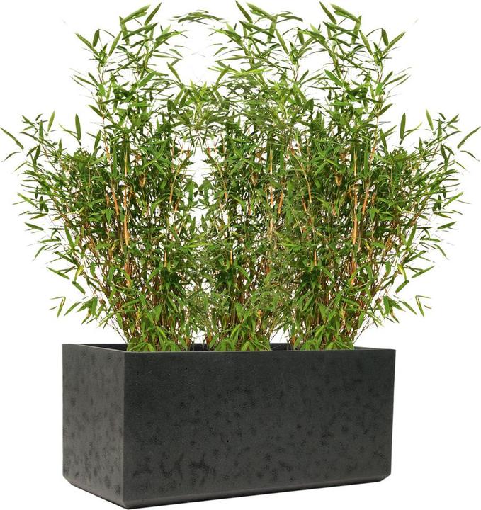 Actual product image Kirschke Rockline (37 cm)