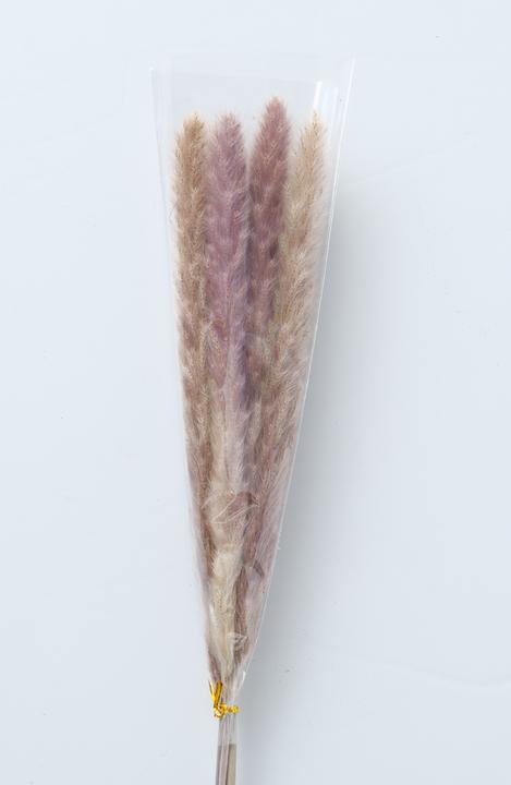 Actual product image Boltze Home Pampasgras