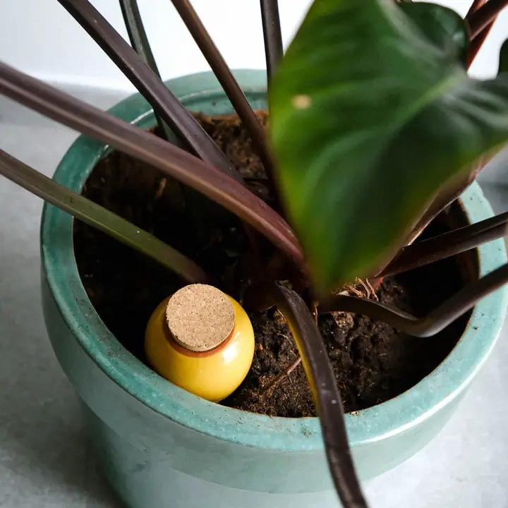 Immagine prodotto Pepin Sistema di irrigazione automatica Olla - giallo senape (Palline per l'irrigazione)