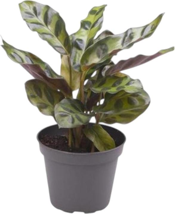 Produktbild Plantlovers Calathea Lancifolia (Korbmarante Lancifolia) (15 cm)