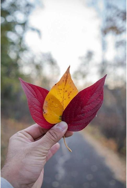 Image du produit Tokina AT-X M 23 mm/1.4 Sony E (Sony E, APS-C / DX)