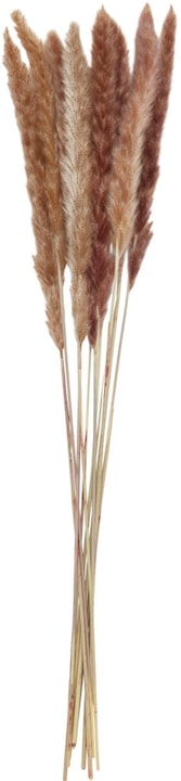Immagine prodotto micasa Erba della Pampa (65 cm)