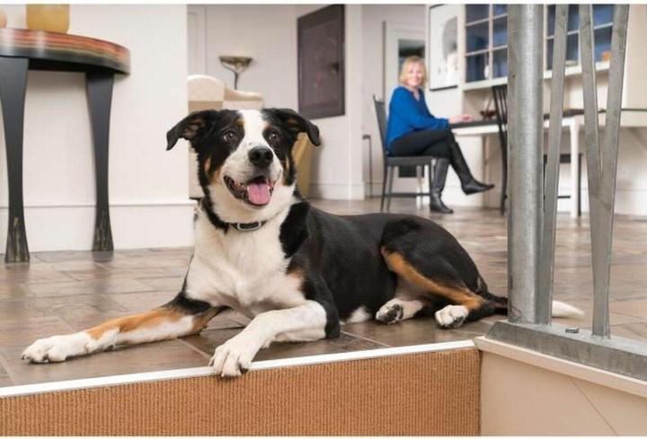 Image du produit Sportdog Collier récepteur supplémentaire Add-A-Dog Remote Trainer (Agility)