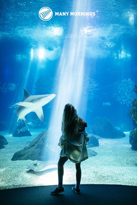 Actual product image Many Mornings Ocean Life (Single pack, 35 - 38)