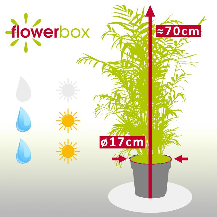 Immagine prodotto Flowerbox Palma di montagna - Chamaedorea elegans (70 cm)
