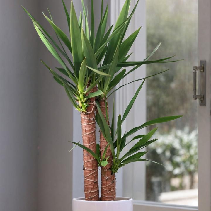 Image du produit Plant in a Box Yucca Elephantipes - Palmlelie (70 cm)