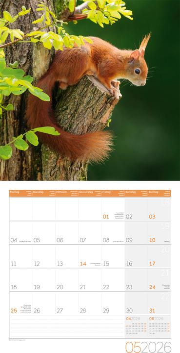 Actual product image Eichhörnchen Kalender 2026 - 30x30
