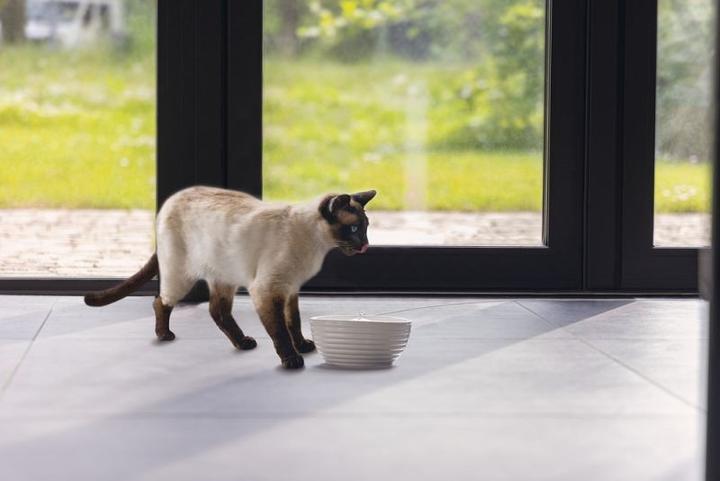 Actual product image Beeztees Trinkbrunnen (150 cl)