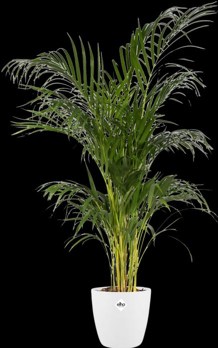 Actual product image Elho Brussels (20 cm)
