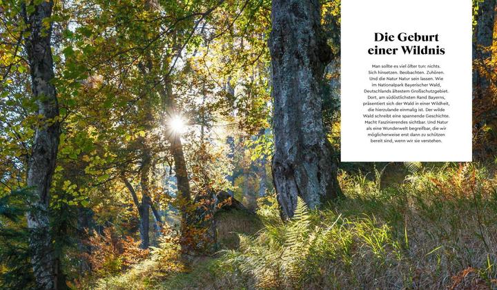 Actual product image Wilder Wald (German, Alexandra von Poschinger, 2020)