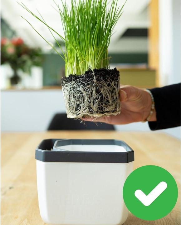 Actual product image Gusta Garden Herbs Buddy Set (49 x 15 x 14.50 cm)