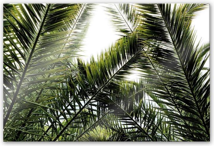 Image du produit Trenddeko palmier dattier (60 x 40 cm)