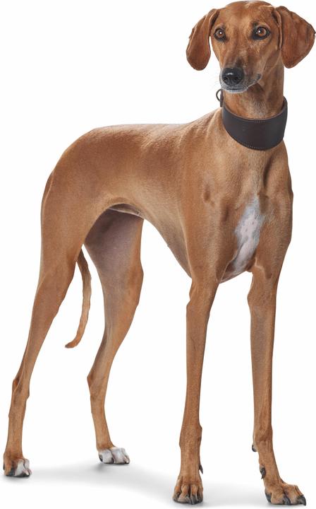 Image du produit Hunter Collier pour lévriers Super Soft en cuir véritable (37, 38, 39, 40, 41, 42, 43, Chien, Sport canin)