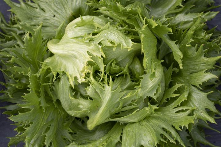 Immagine prodotto Zollinger Bio Insalata Batavia, Regina del Ghiaccio (Germogli)