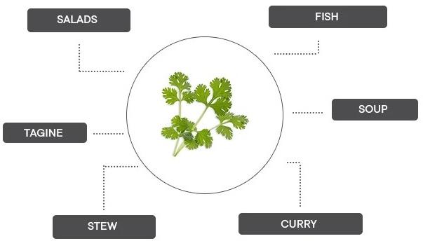 Produktbild Véritable Bio-Koriander (Kräutersamen)