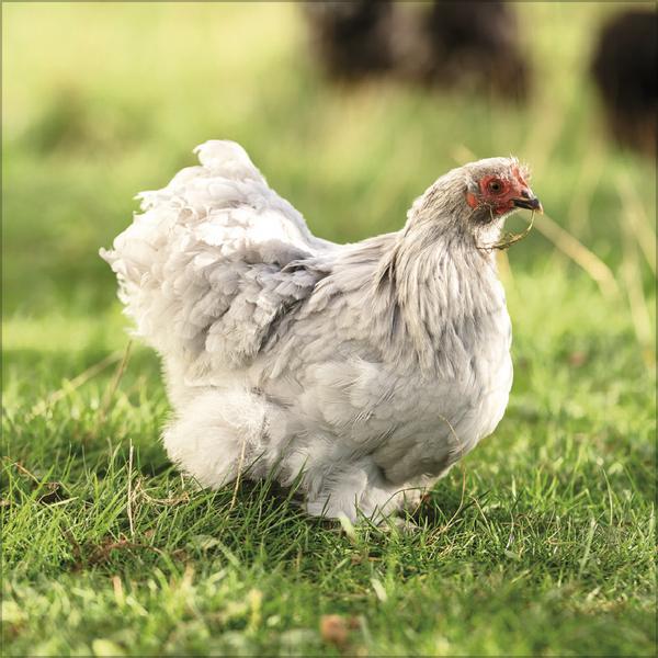 Produktbild Hhner 2026 (30 x 30 cm)