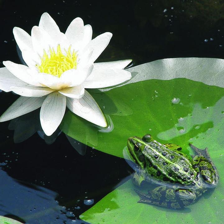 Produktbild Fiap Teichpflanzkorb 110 x 110 mm