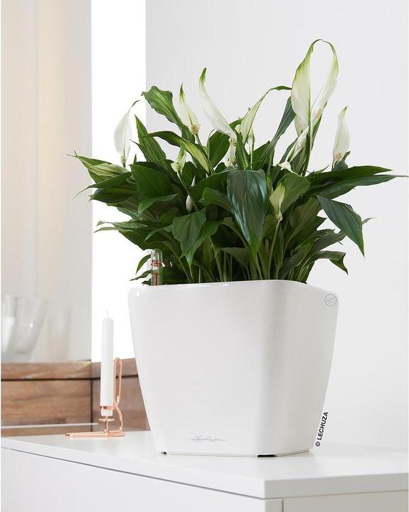 Immagine prodotto Lechuza Quadro LS (28 x 28 x 26 cm)