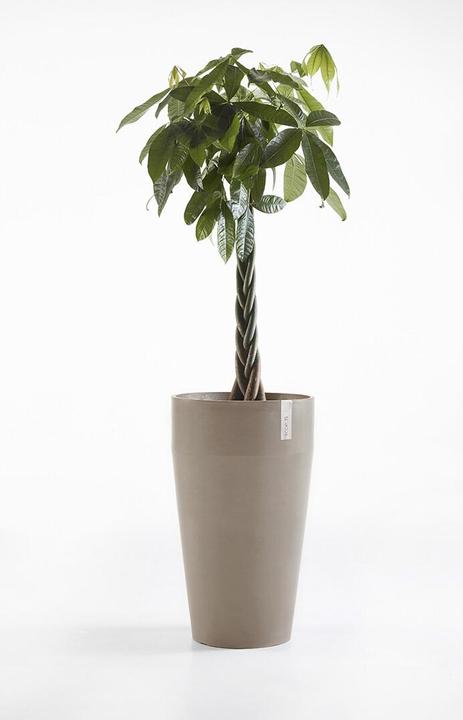 Actual product image Ecopots Sankara