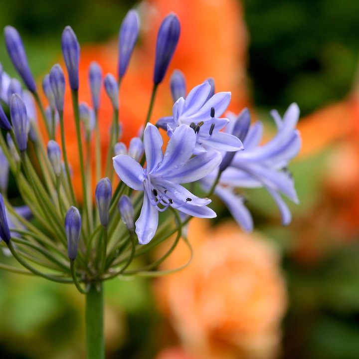 Produktbild Plant in a Box Agapanthus - 6er Set (10 cm)
