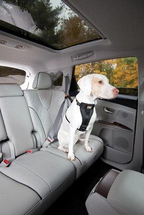 Actual product image Kurgo Car seat belt (XS, Dog, General)