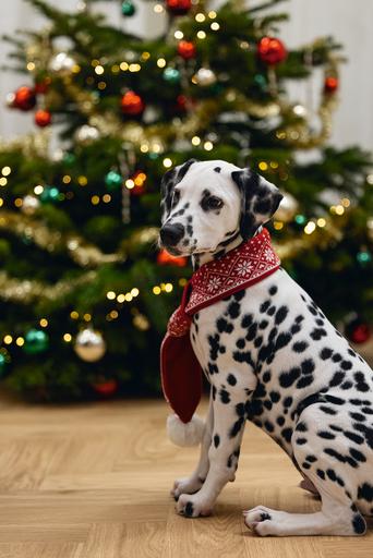 Image du produit Beeztees Peluche de Noël (Bandana pour chien)