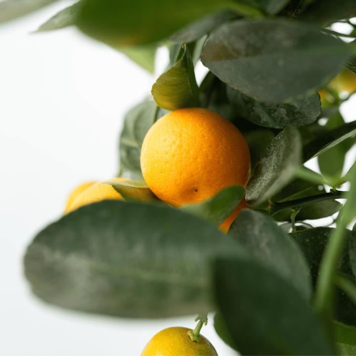 Immagine prodotto Plant in a Box Citrus mitis Calamondin - Orangenbaumen (25 cm)