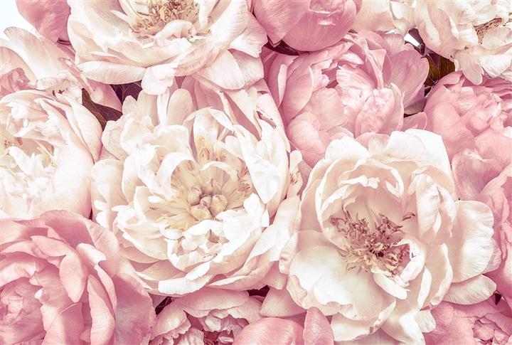 Komar Photomural Peonies XXL4-091, 368 cm x 248 cm