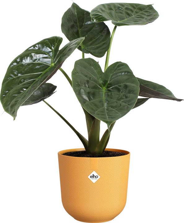 Actual product image Elho Jazz Round (23 cm)
