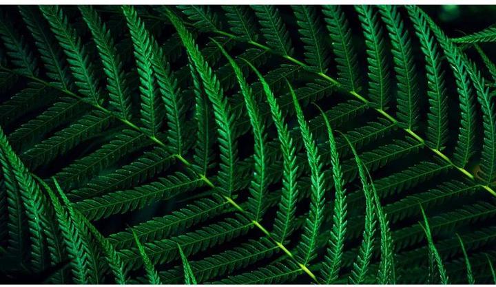 Image du produit Philips 60,5cm (23,8") 24B2G5200 16:09 HDMI+DP+USB darkgrey (1920 x 1080 pixels, 23.80")