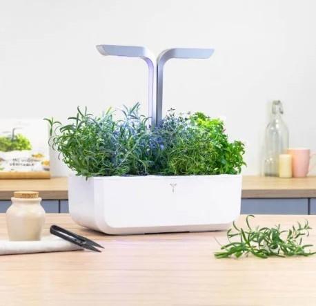 Produktbild Véritable Rosmarin (Kräutersamen)