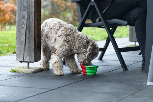 Produktbild Beeztees Reisenapf Hund (0.75 l)