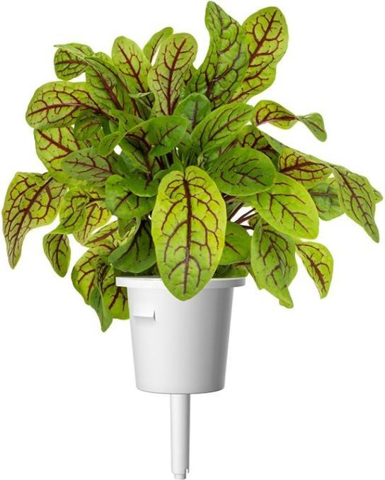Produktbild Click and Grow Samen Sauerklee (Pflanzensamen)