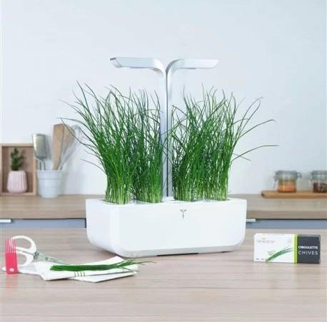 Produktbild Véritable Bio-Schnittlauch (Kräutersamen)