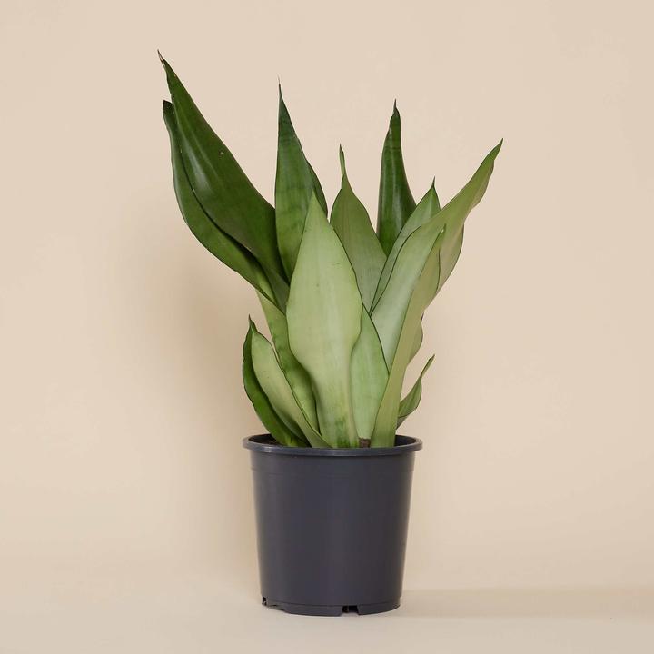 Produktbild Mary and Plants Sansevieria Moonshine (55 cm)