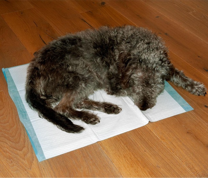 Produktbild Dogs Collection Trainingspads 60 x fÃ¼r Hunde, Welpenunterlage, 5-lagig, auslaufsicher, 60 x 60 cm (Hund)