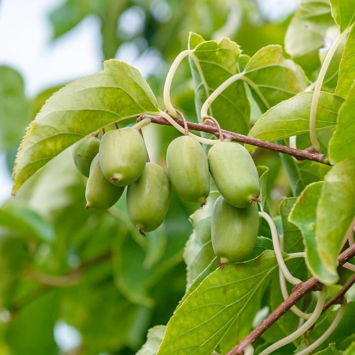 Actual product image Zulauf Beeren-Kiwi / Actinidia arguta 'Issai' (100 cm)