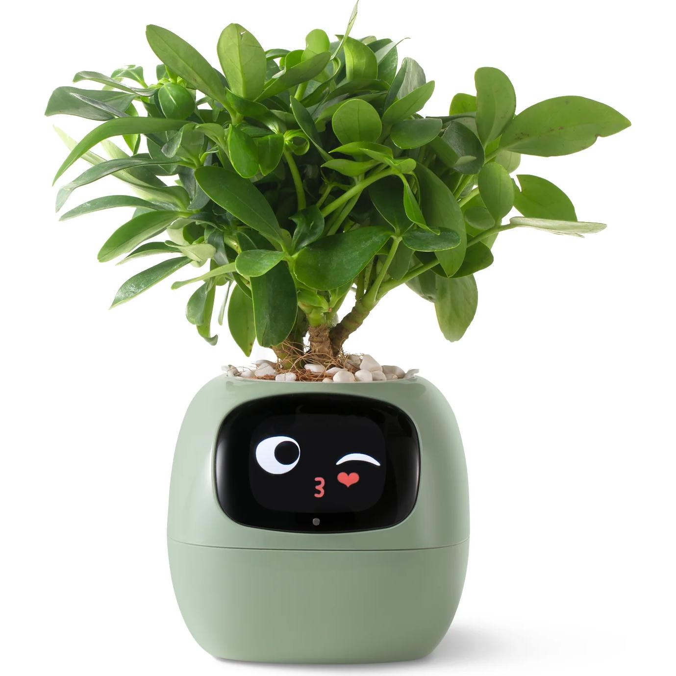 Plantsio, Blumentopf, Ivy Smart Planter
