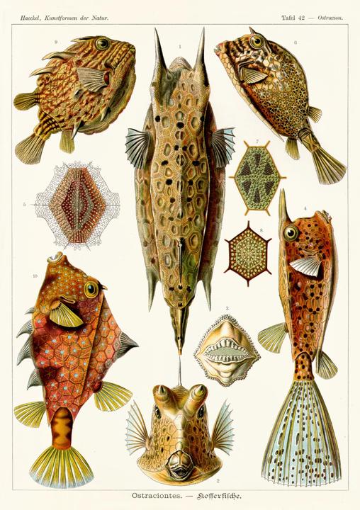 Image du produit 20 000 Meilen unter den Meeren (Allemand, Albert Bartel, Volker Dehs, Jules Verne, 2023)