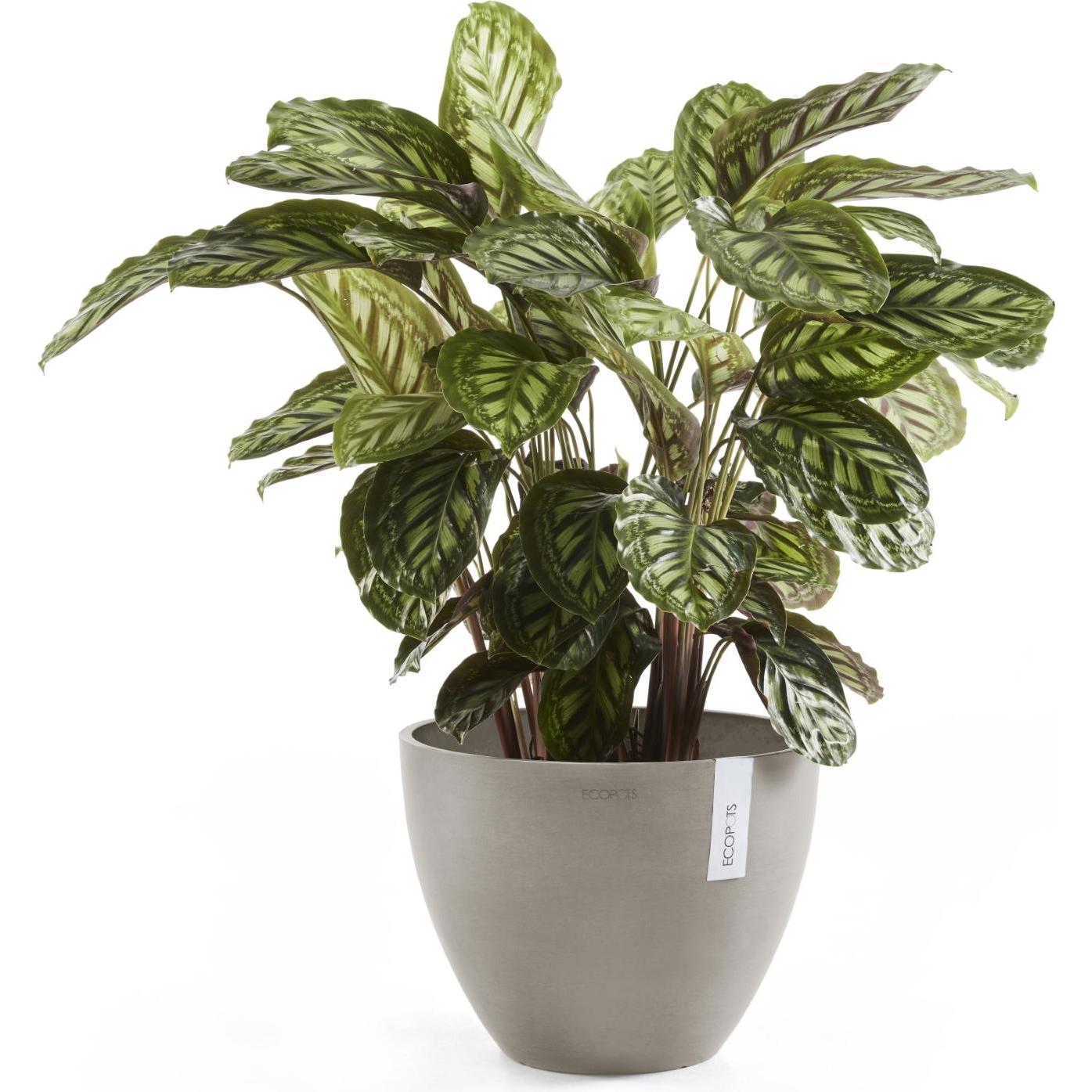 Thumbnail - Ecopots, Blumentopf, Antwerp (50 cm)