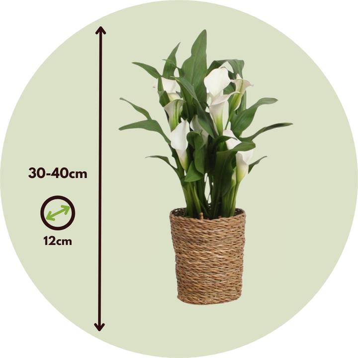 Actual product image Plant in a Box Zantedeschia - Calla (30 cm)