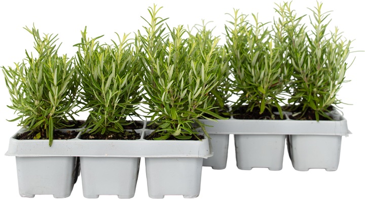 Image du produit Plant in a Box Rosmarinus Officinalis - Set de 12 romarins (10 cm)