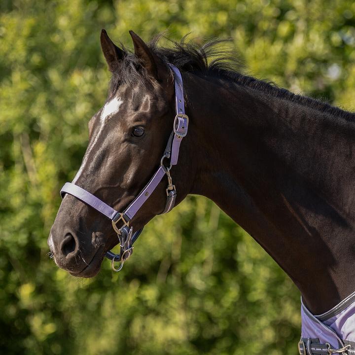 Image du produit Qhp Ensemble licol et longe pour cheval