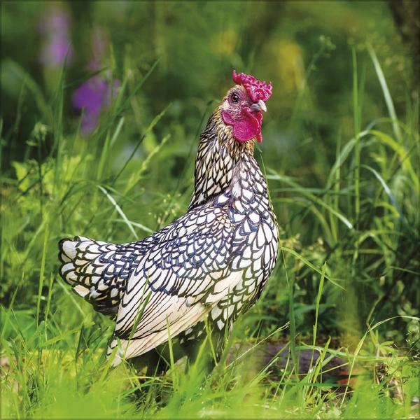 Produktbild Hhner 2026 (30 x 30 cm)