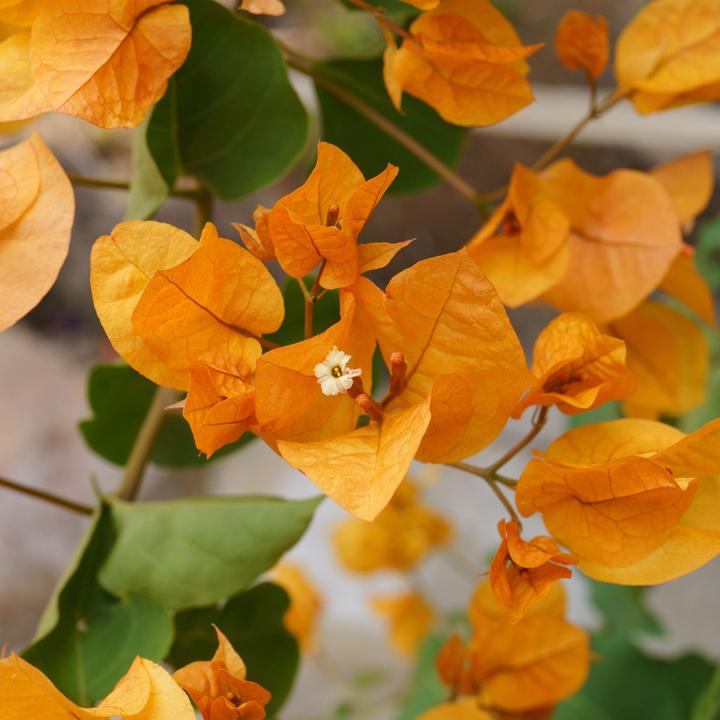 Actual product image Plant in a Box Bougainvillea 'Dania' - (50 cm)